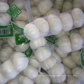 fresh pure white garlic exporter from china